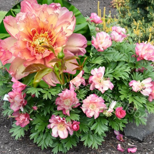 Paeonia intersectional 'Julia Rose' - Itoh pojeng 'Julia Rose'